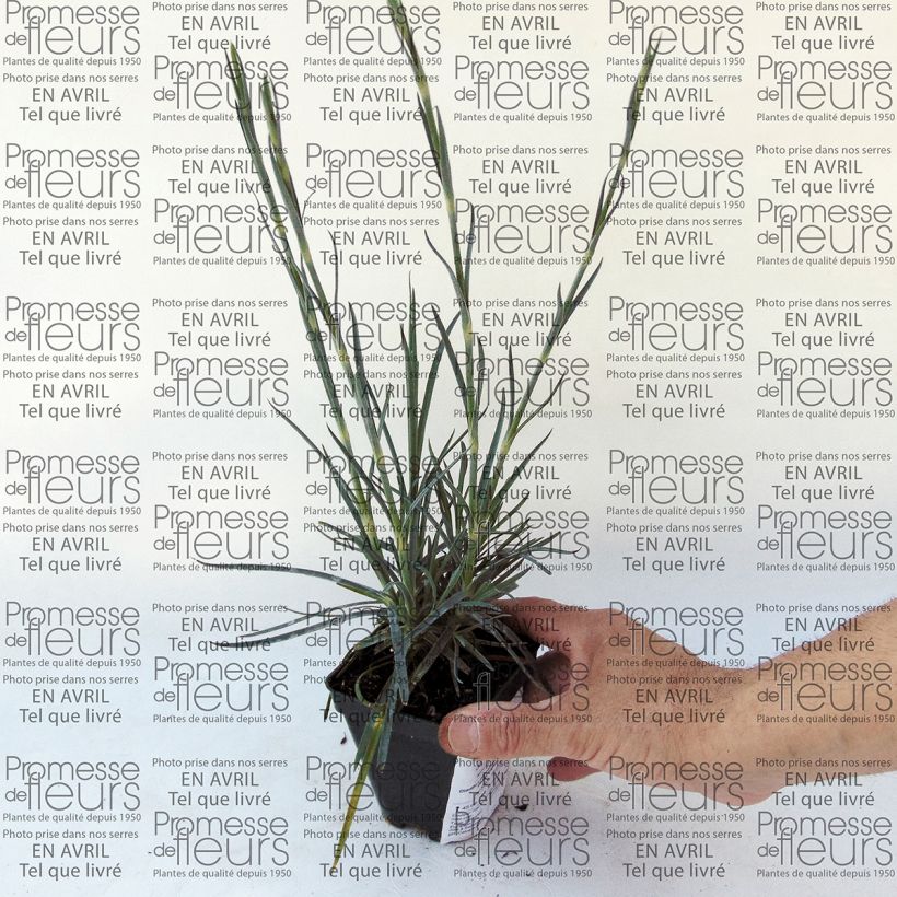 Ejemplo de ejemplar de Clavel coronado Devon Magic - Dianthus plumarius Maceta de 8/9 cm tal y como se entrega