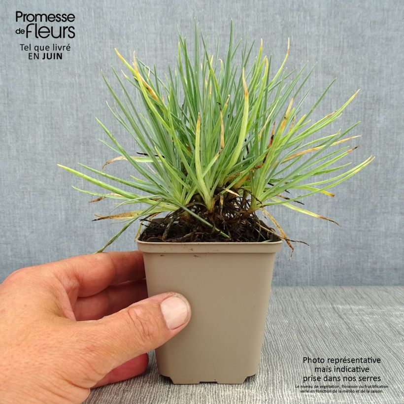 Ejemplar de Clavel coronado Doris - Dianthus plumarius Maceta de 8/9 cm entregado en verano