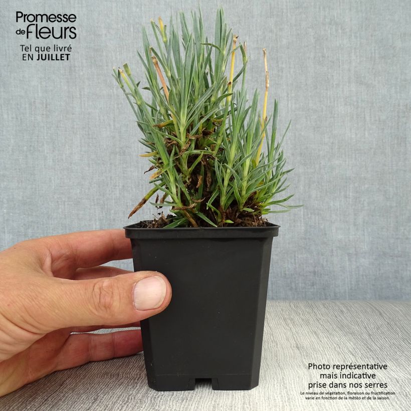 Ejemplar de Clavel coronado Heidi - Dianthus plumarius Maceta de 8/9 cm entregado en verano