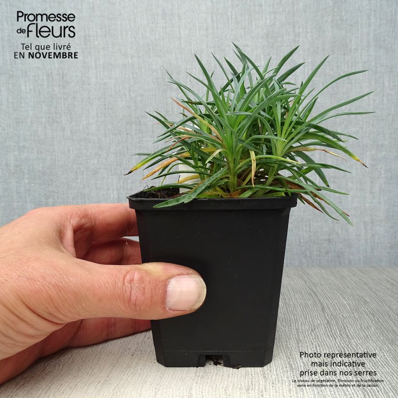 Ejemplar de Clavel coronado Ine - Dianthus plumarius Maceta de 8/9 cm entregado en otoño
