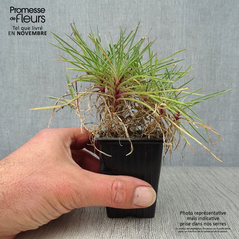 Ejemplar de Clavel coronado Moulin Rouge - Dianthus plumarius Maceta de 7/8 cm entregado en otoño