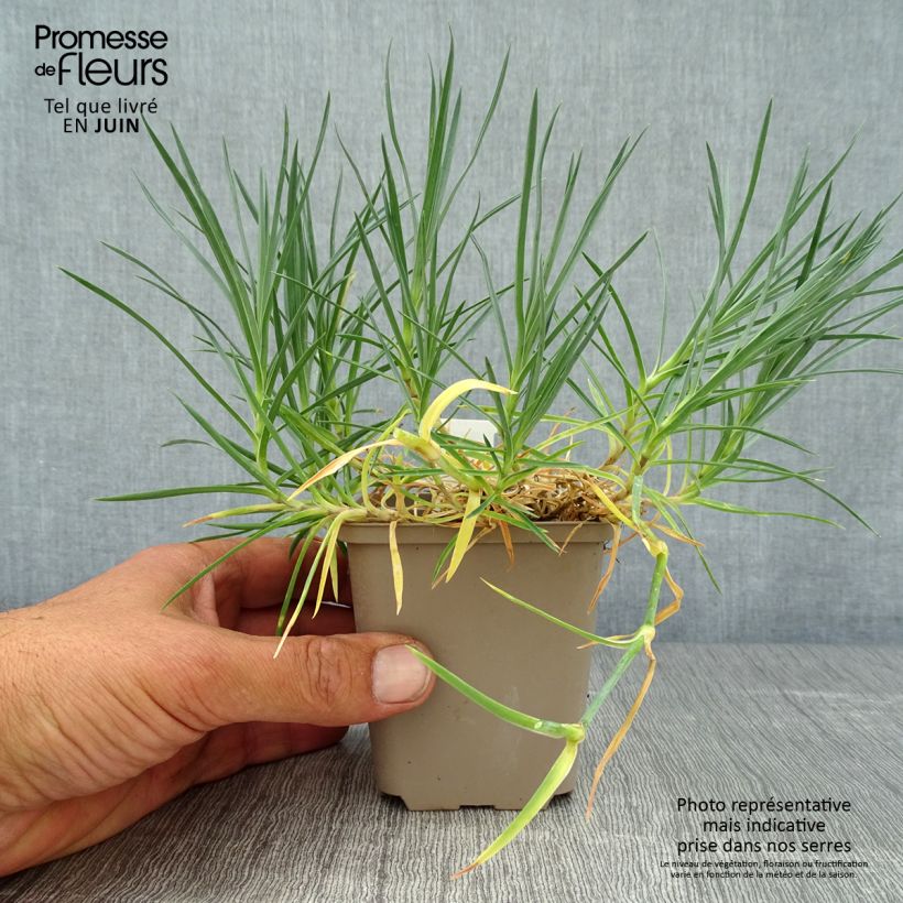 Ejemplar de Clavel coronado Mrs Sinkins - Dianthus plumarius Maceta de 8/9 cm entregado en verano