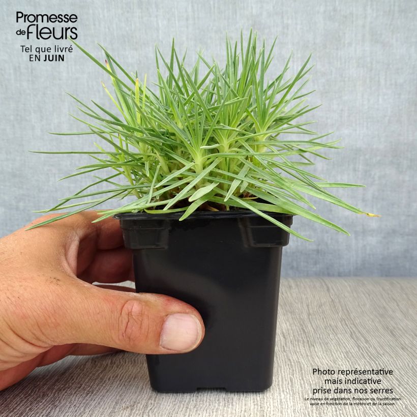 Ejemplar de Clavel coronado Scent First Iced Gem - Dianthus plumarius Maceta de 7/8 cm entregado en verano