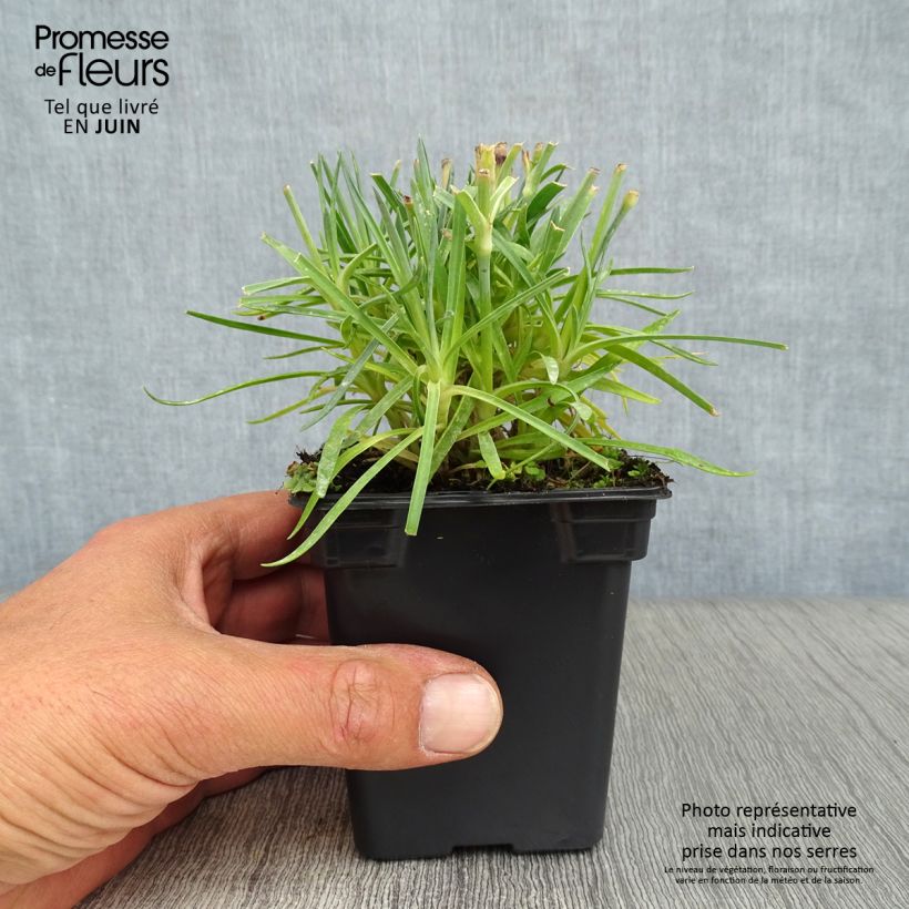 Ejemplar de Clavel coronado Scent First Memories - Dianthus plumarius Maceta de 7/8 cm entregado en verano