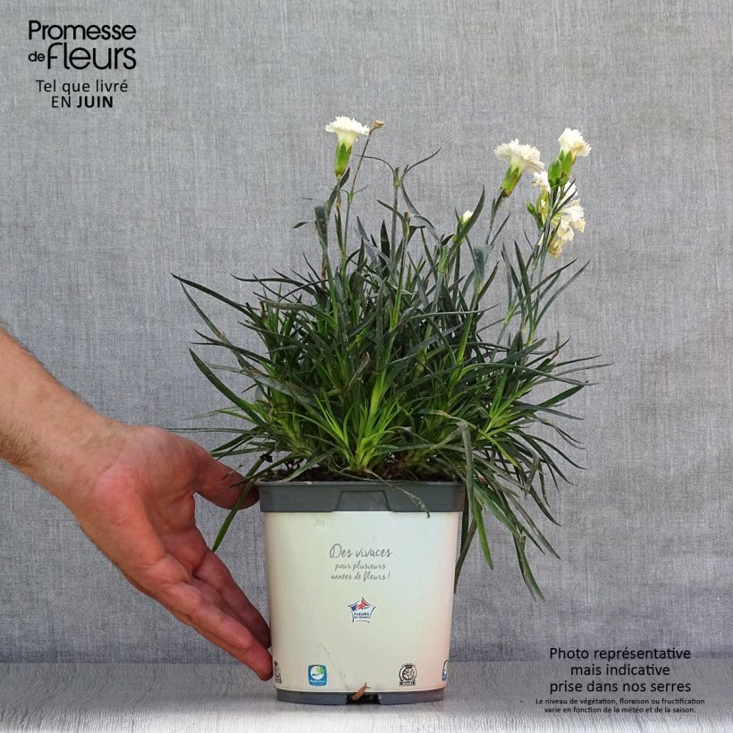 Ejemplar de Clavel coronado Scent First Memories - Dianthus plumarius Maceta 2L/3L entregado en verano