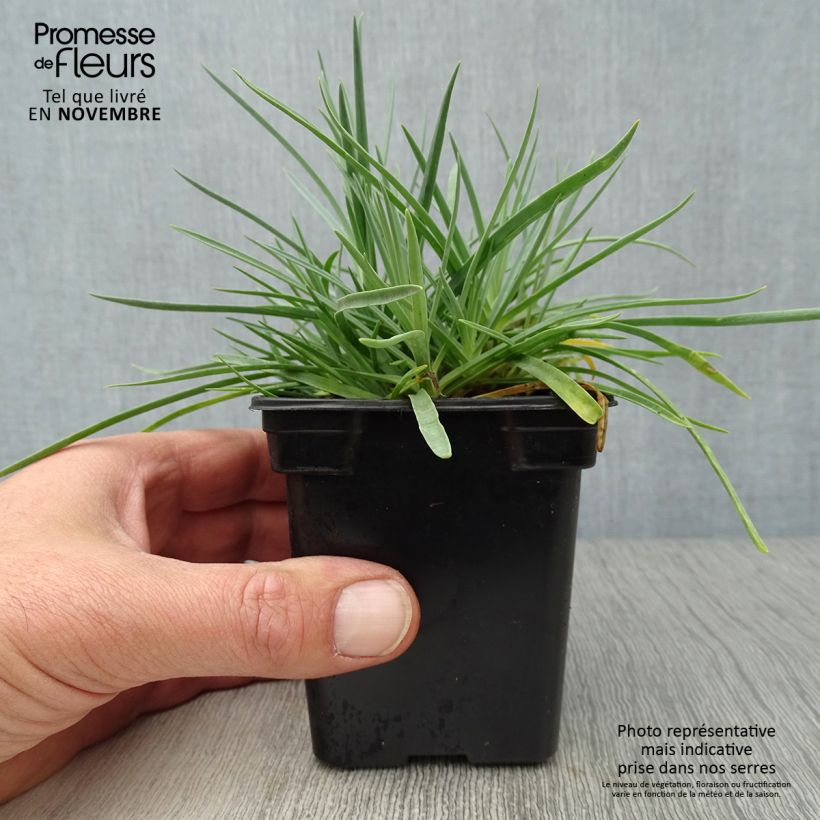 Ejemplar de Clavel coronado Scent First Romance - Dianthus plumarius Maceta de 7/8 cm entregado en otoño