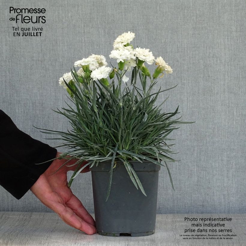 Ejemplar de Clavel coronado Scent First Romance - Dianthus plumarius Maceta 2L/3L entregado en verano