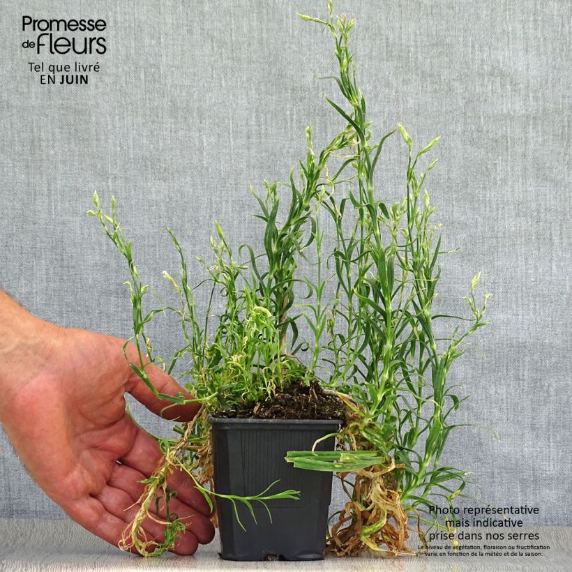 Ejemplar de Dianthus superbus - Clavelito común Maceta de 8/9 cm entregado en verano