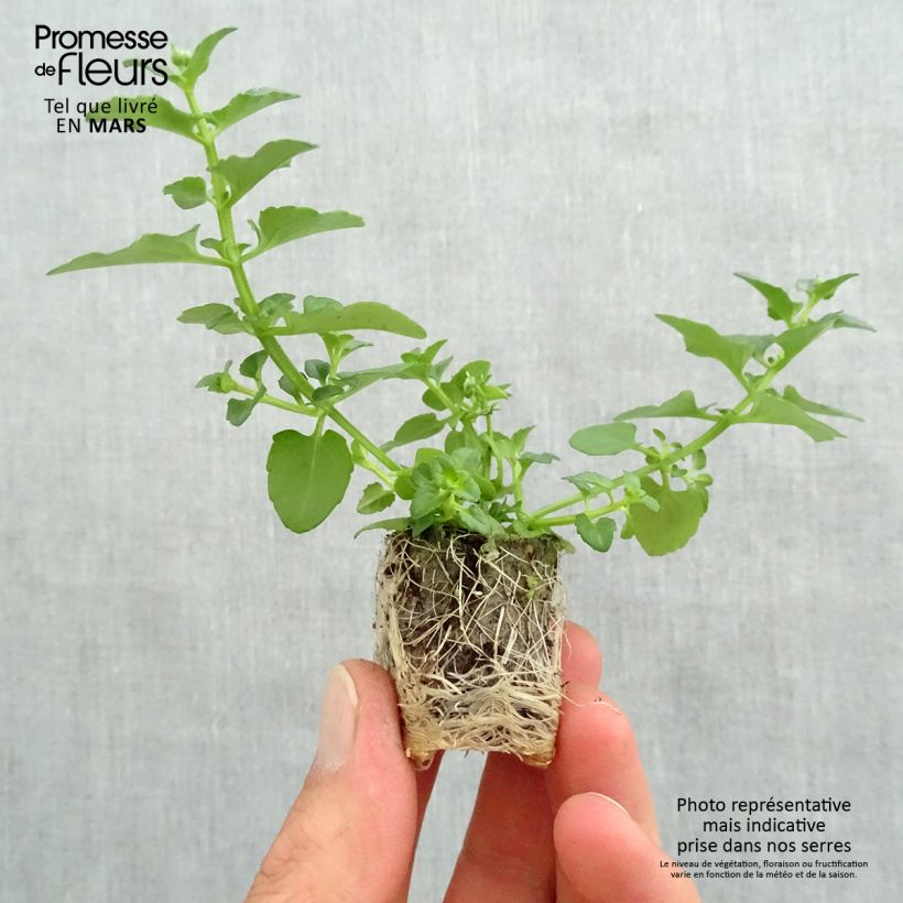 Diascia Breeze Plus White minicepellón: Ø 1,5/2,5 cm Ejemplar entregado en la primavera