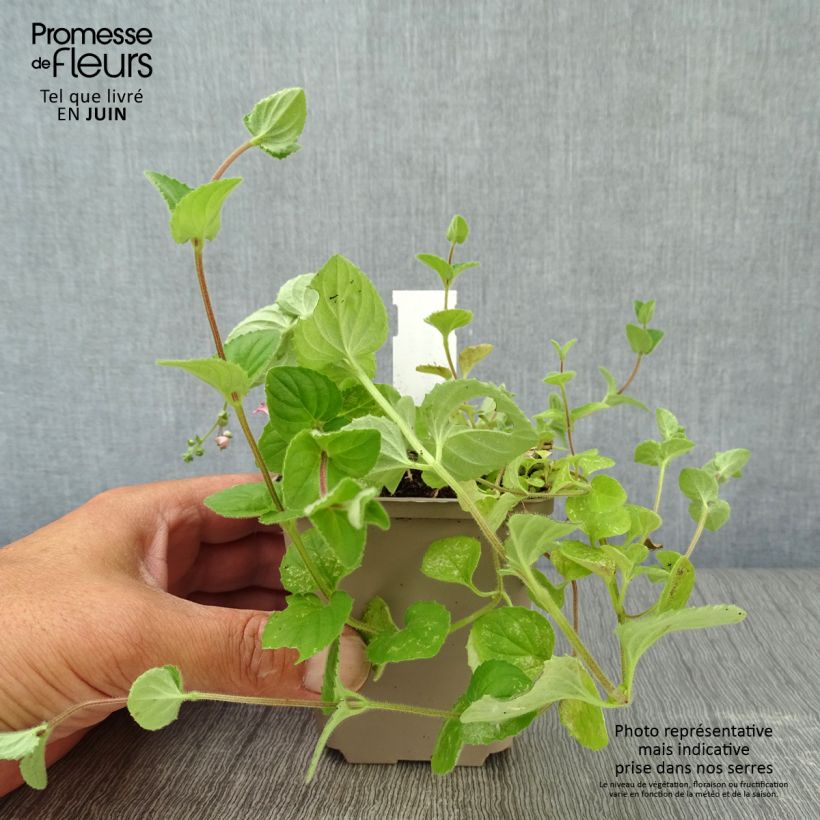 Ejemplar de Diascia vigilis Maceta de 8/9 cm entregado en verano