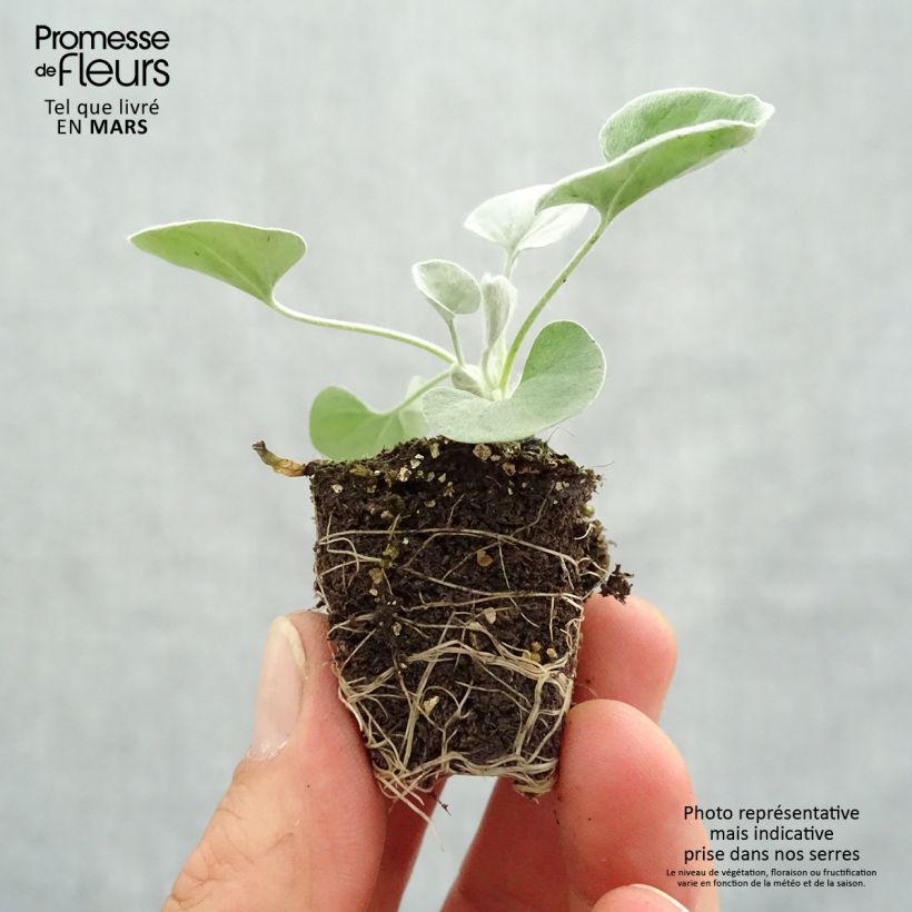 Dichondra argentea Silver Falls minicepellón: Ø 3/4 cm Ejemplar entregado en la primavera