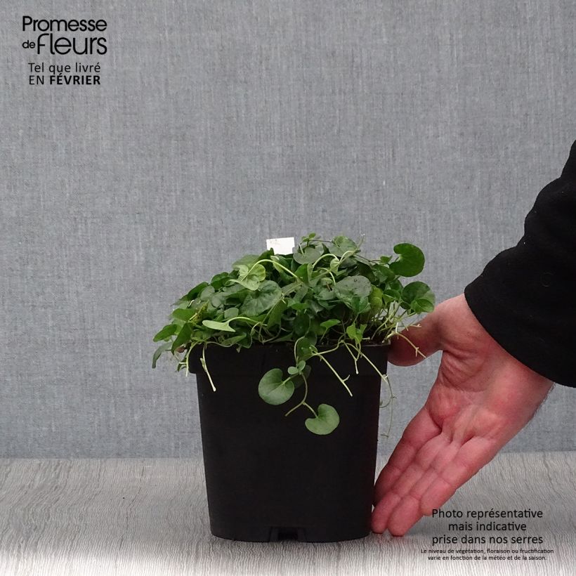 Dichondra repens Maceta 2L/3L Ejemplar entregado en invierno