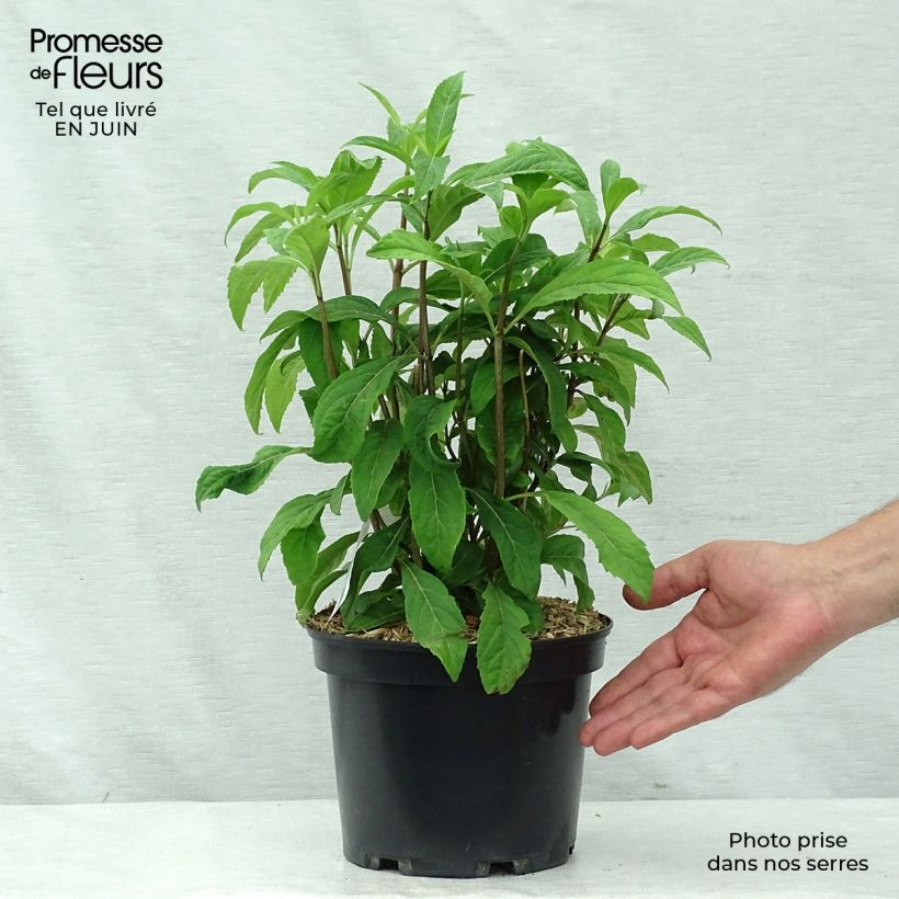Ejemplar de Dichroa Marie Maceta 4L/5L entregado en verano