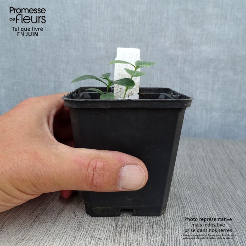 Ejemplar de Dictamnus albus - Fraxinela Maceta de 8/9 cm entregado en verano