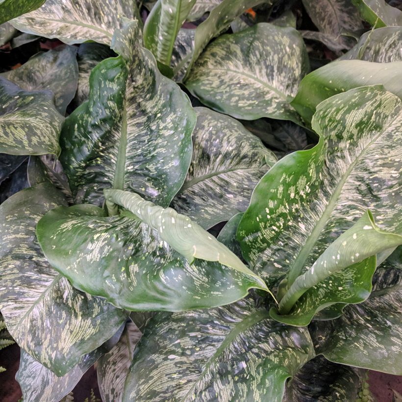 Dieffenbachia Tropic Snow (Follaje)