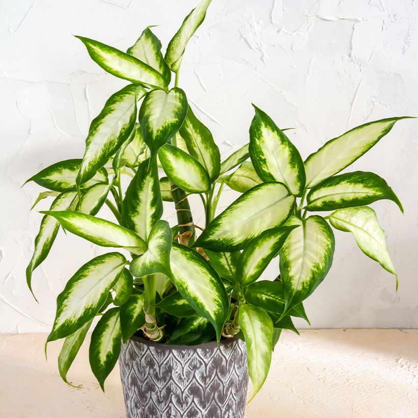 Dieffenbachia Camilla (Follaje)