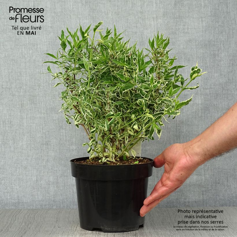 Diervilla sessilifolia Cool Splash - Brezalillo Maceta 3L/4LAltura de entrega aprox. 40/60cm Ejemplar entregado en la primavera