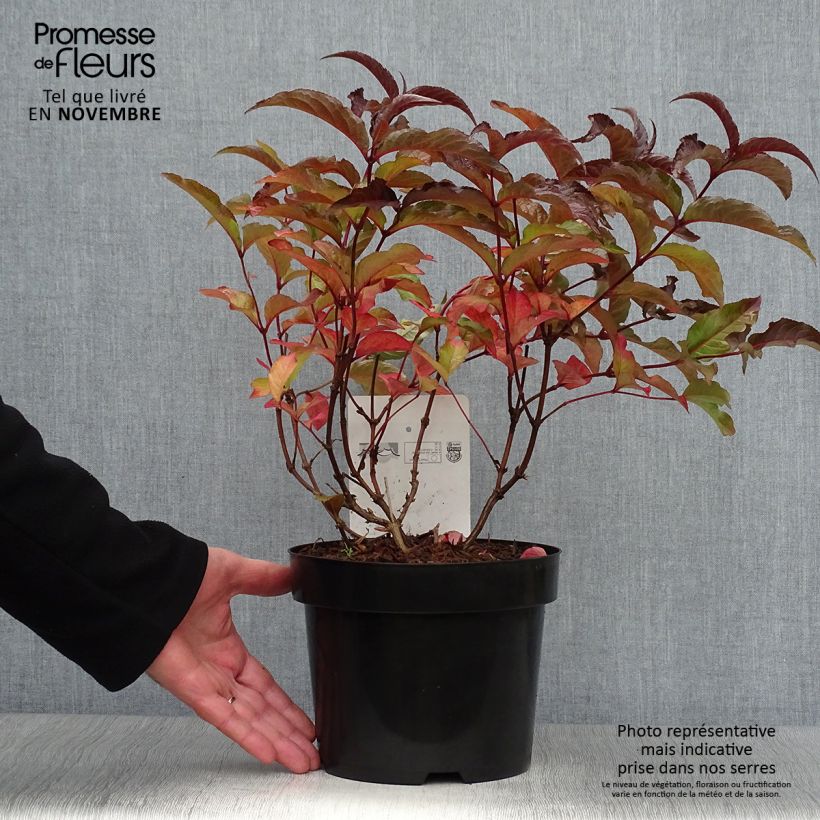 Ejemplar de Diervilla splendens Diva - Brezalillo Maceta 3L/4L entregado en otoño