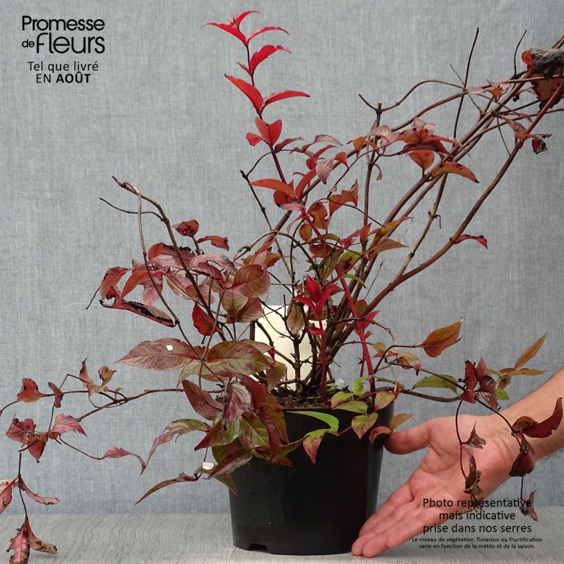 Ejemplar de Diervilla splendens Diva - Brezalillo Maceta 3L/4LAltura de entrega aprox. 40/+cm entregado en verano