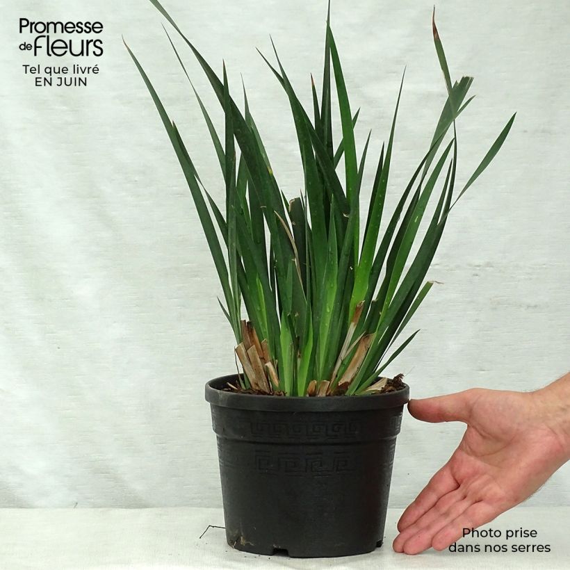Ejemplar de Dietes grandiflora - Iris de Sudáfrica Maceta 2L/3L entregado en verano