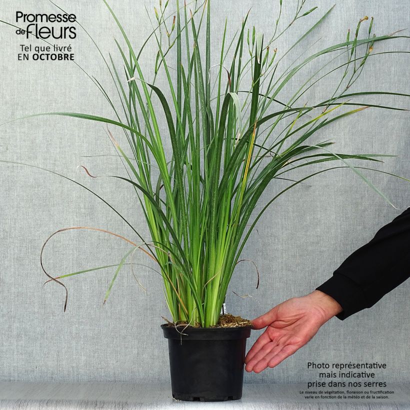 Ejemplar de Dietes bicolor - Iris africano Maceta 2L/3L entregado en otoño