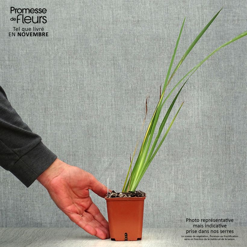 Ejemplar de Dietes bicolor - Iris africano Maceta de 8/9 cm entregado en otoño