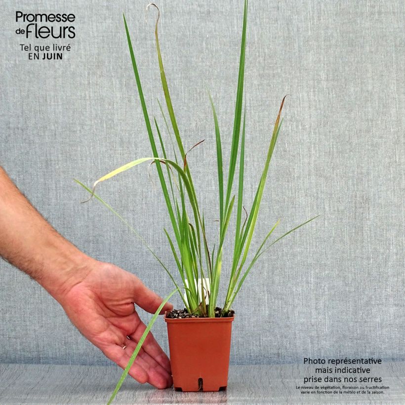Ejemplar de Dietes bicolor - Iris africano Maceta de 8/9 cm entregado en verano