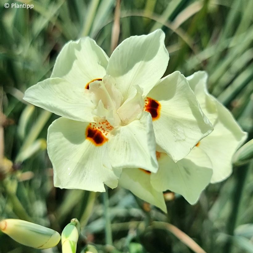 Dietes bicolor Milky Way - Iris africano (Floración)