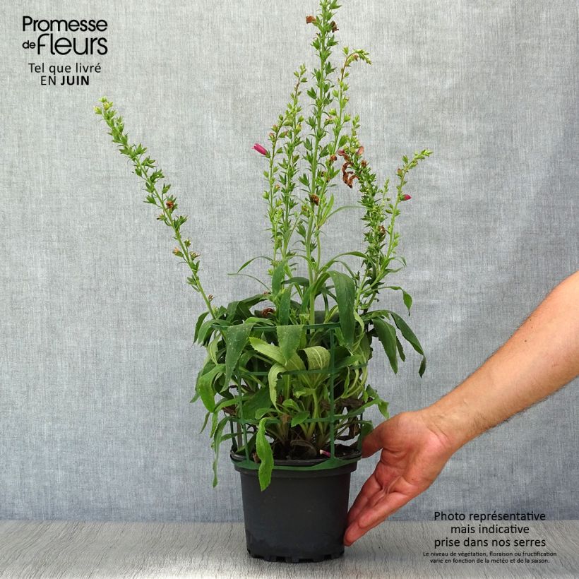 Ejemplar de Digitalis Illumination Raspberry - Digital Maceta 2L/3L entregado en verano
