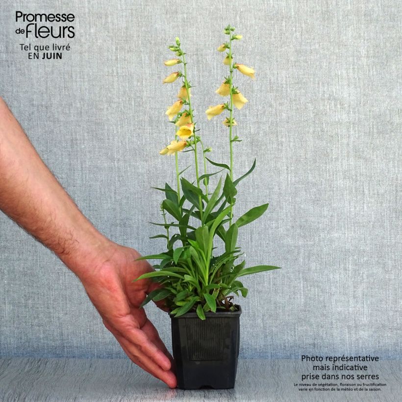 Ejemplar de Digitalis Goldcrest - Digital Maceta de 8/9 cm entregado en verano
