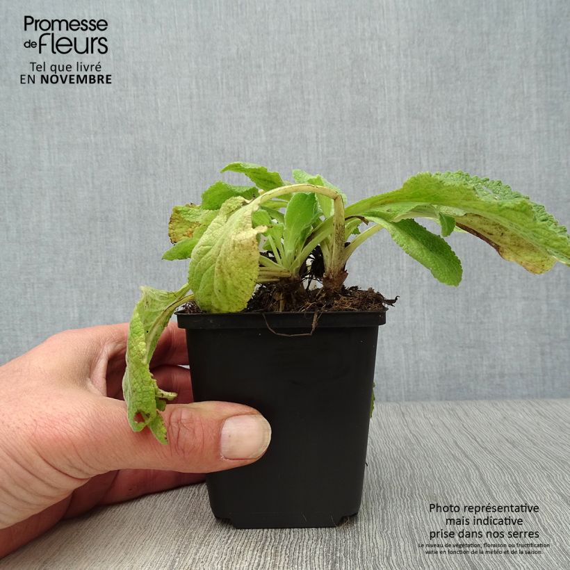 Ejemplar de Digitalis purpurea Suttons Apricot Maceta de 7/8 cm entregado en otoño