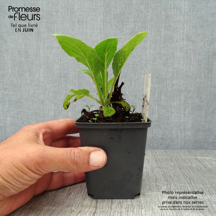 Ejemplar de Digitalis purpurea Suttons Apricot Maceta de 7/8 cm entregado en verano