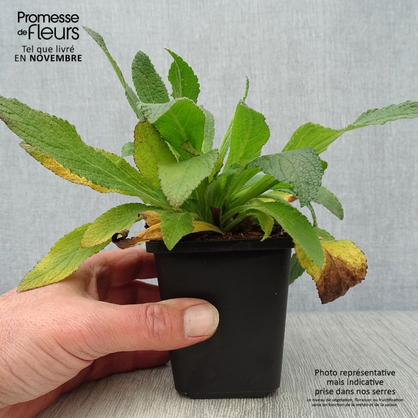 Ejemplar de Digitalis purpurea Maceta de 8/9 cm entregado en otoño