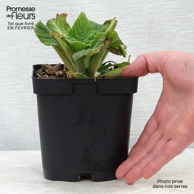 Digitalis purpurea Maceta 2L/3L Ejemplar entregado en invierno