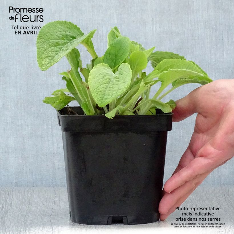 Digitalis purpurea Maceta 2L/3L Ejemplar entregado en la primavera