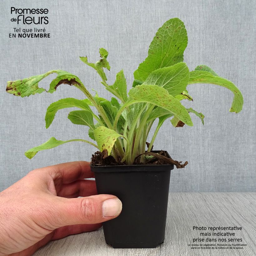 Ejemplar de Digitalis purpurea Pam s Choice Maceta de 8/9 cm entregado en otoño