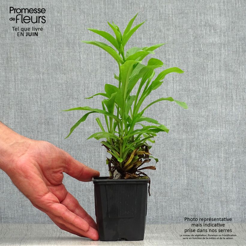 Ejemplar de Digitalis Spice Island - Digitale  Godet de 9cm entregado en verano