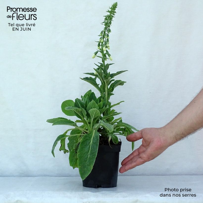Ejemplar de Digitalis purpurea Alba - Digitale pourpre Blanche. Godet de 9cm entregado en verano