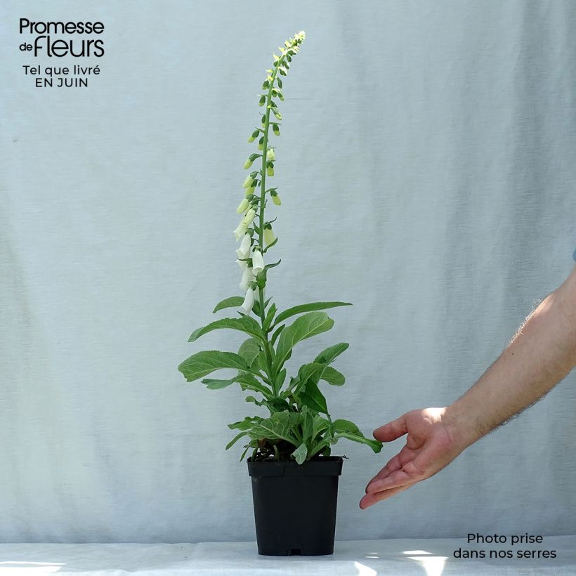 Ejemplar de Digitalis purpurea Alba - Digitale pourpre Blanche. Pot de 2/3 L entregado en verano