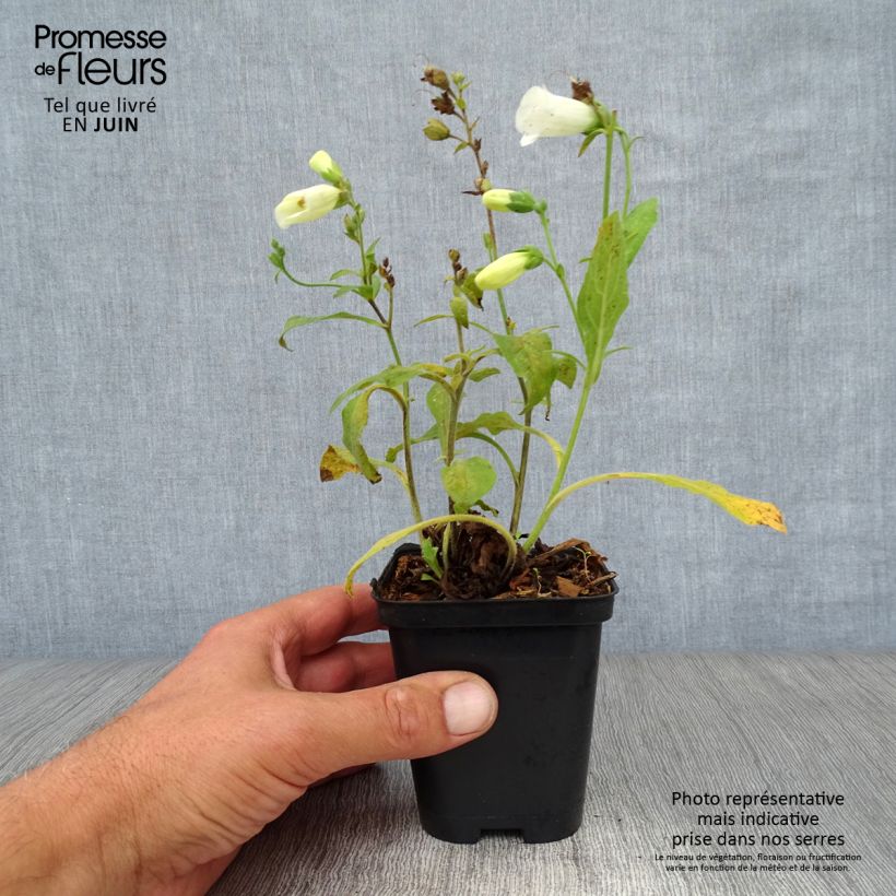 Ejemplar de Digitalis purpurea Snow Thimble - Digitale pourpre  Godet de 9cm entregado en verano