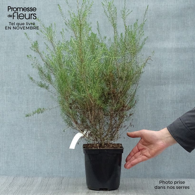 Ejemplar de Diosma hirsuta Pink Fountain Maceta 2L/3L entregado en otoño