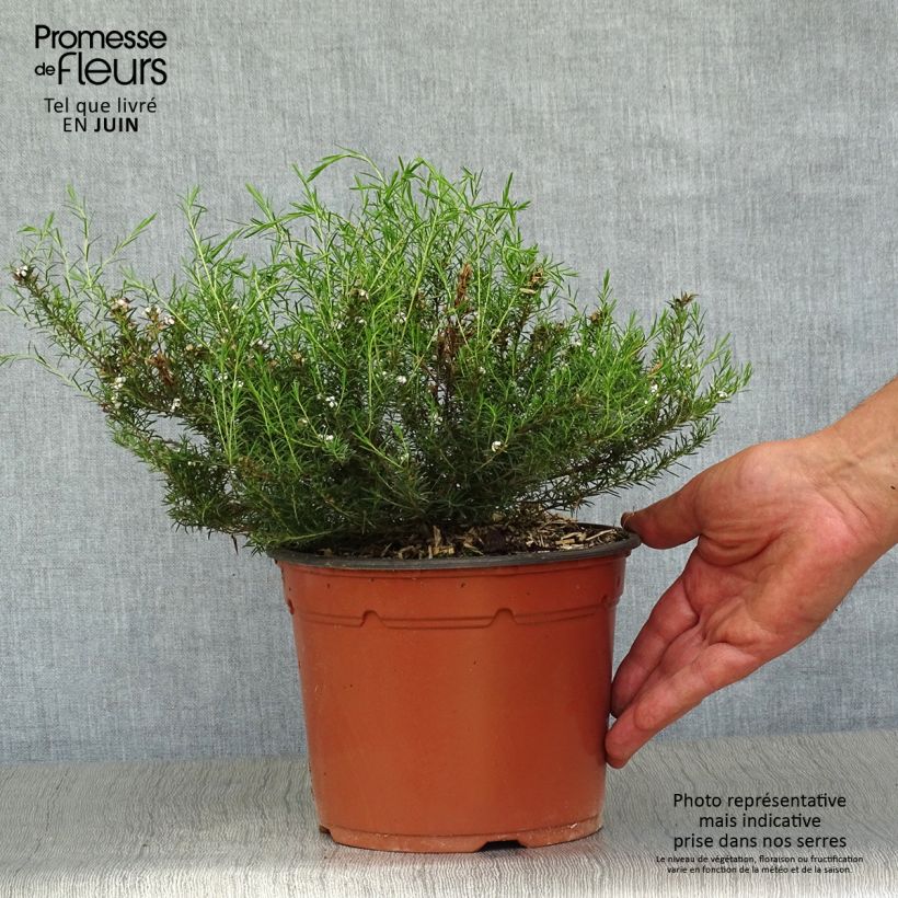 Ejemplar de Diosma hirsuta Pink Fountain Pot de 2L/3L entregado en verano