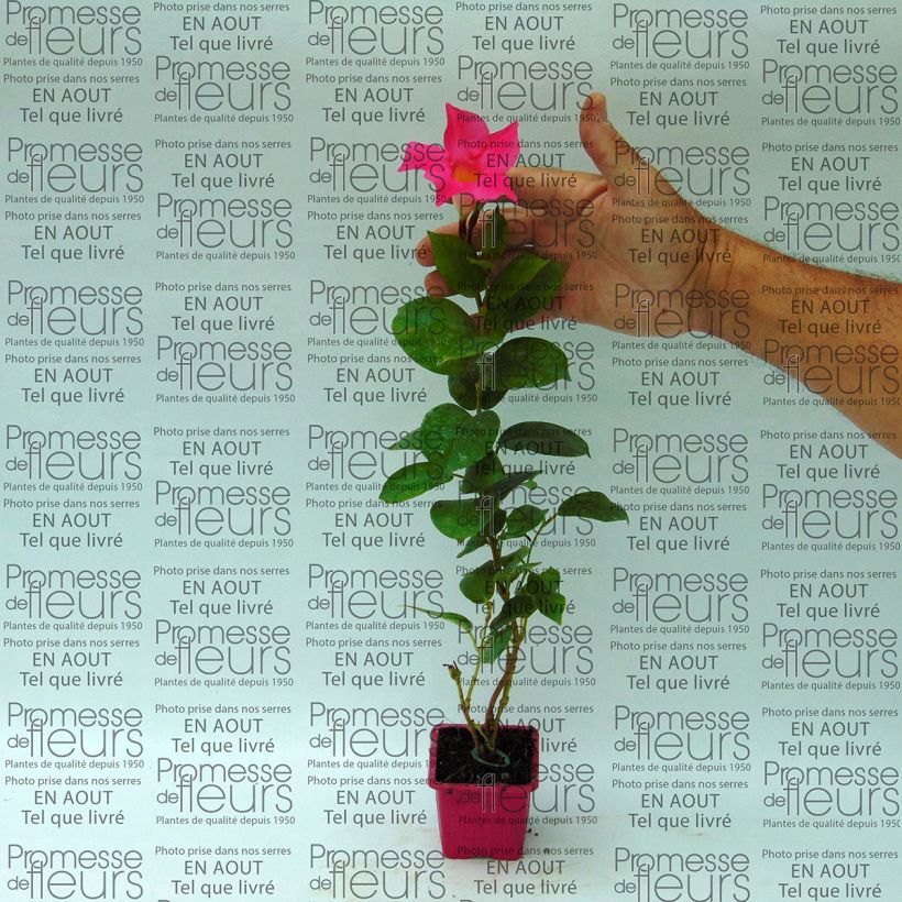Ejemplo de ejemplar de Dipladenia Diamantina Jade Pink - Mandevilla Maceta de 7/8 cm tal y como se entrega