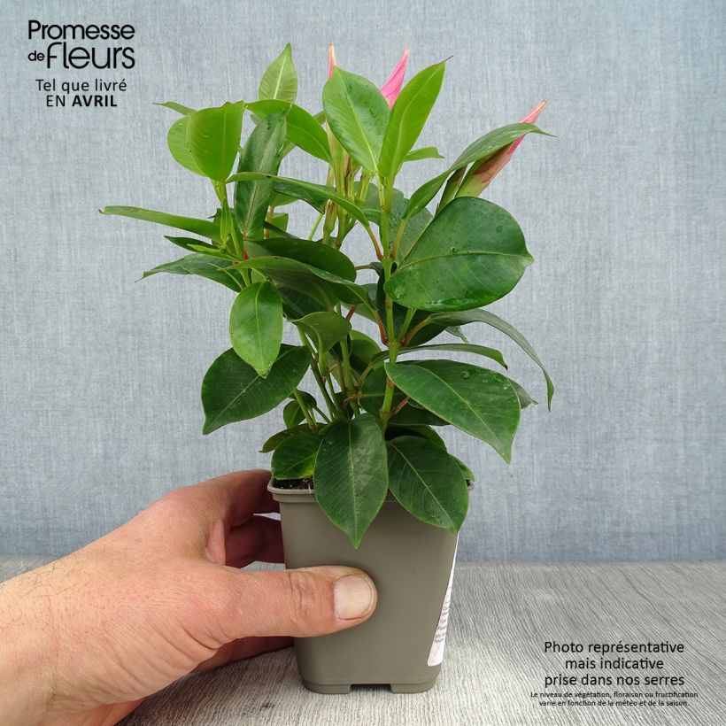 Dipladenia Diamantina Jade Pink - Mandevilla Maceta de 10 cm/11 cmAltura de entrega aprox. 15/20cm Ejemplar entregado en la primavera