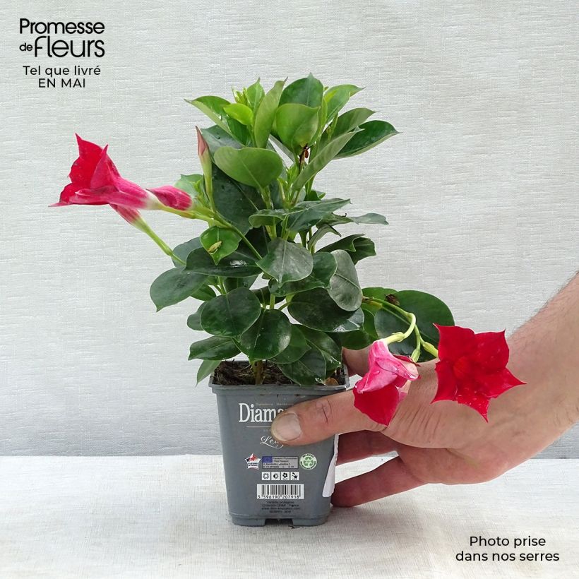 Dipladenia Diamantina Jade Scarlet - Mandevilla Maceta de 10 cm/11 cmAltura de entrega aprox. 15/20cm Ejemplar entregado en la primavera