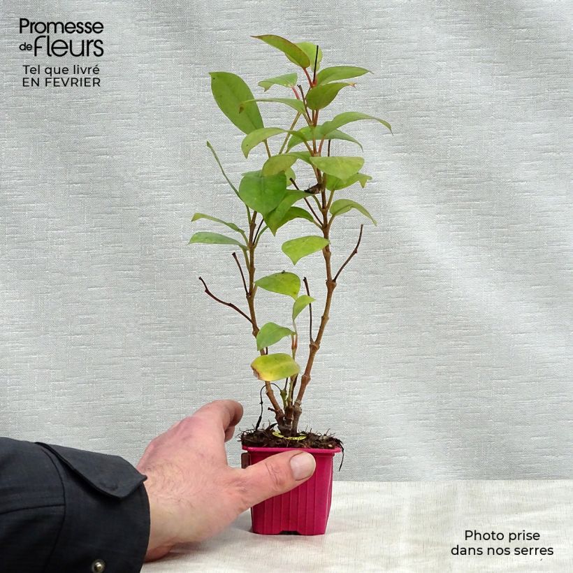 Dipladenia Diamantina Jade Scarlet - Mandevilla Maceta de 7/8 cm Ejemplar entregado en invierno