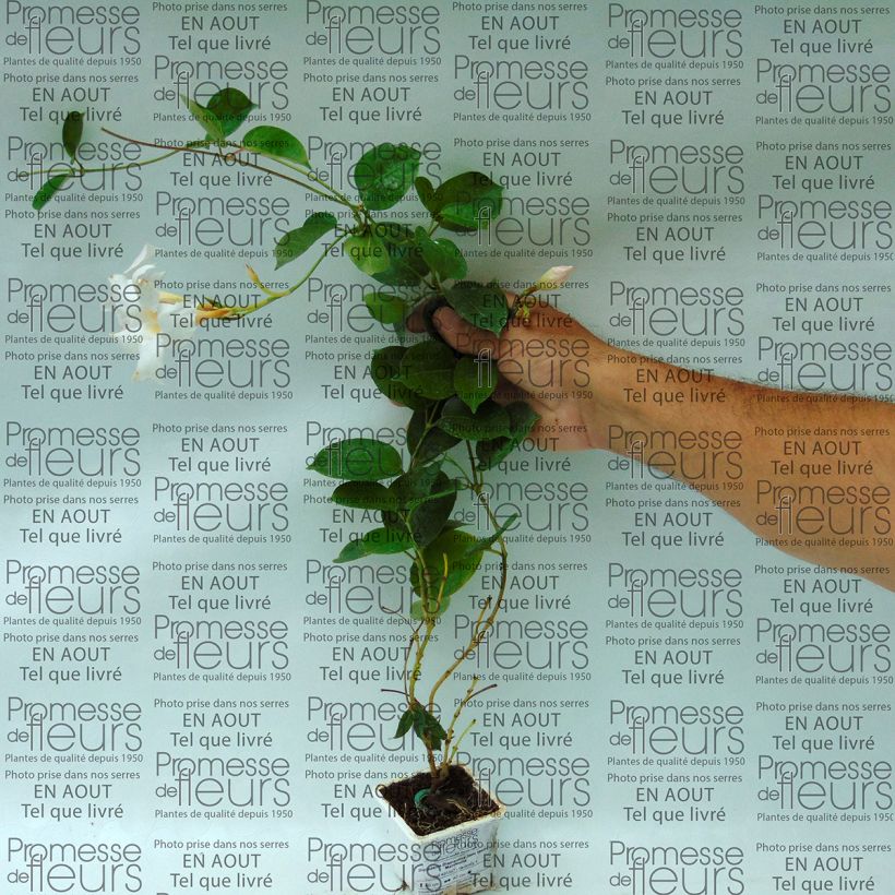 Ejemplo de ejemplar de Dipladenia DiamantinaJade White - Mandevilla Maceta de 7/8 cm tal y como se entrega