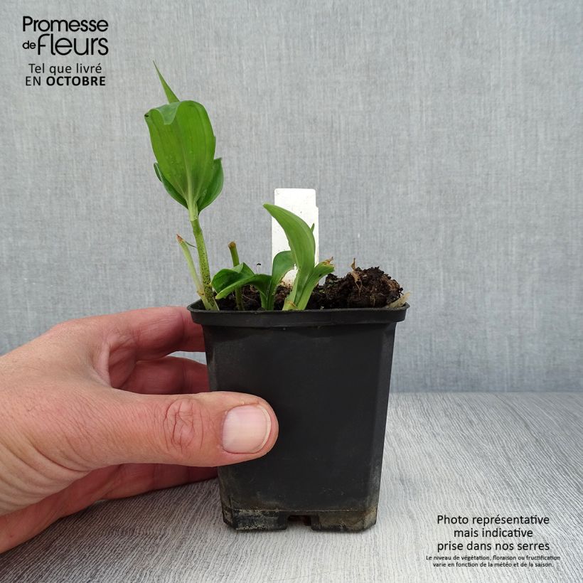Ejemplar de Disporopsis pernyi Maceta de 8/9 cm entregado en otoño