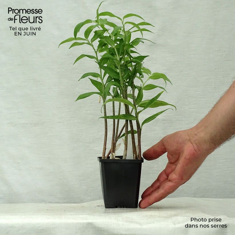 Ejemplar de Disporopsis pernyi Godet de 9cm entregado en verano