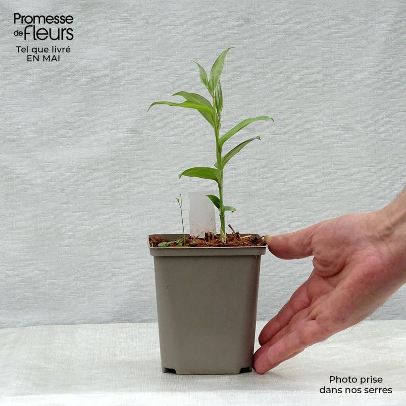 Disporum cantoniense Green Giant - Cloche des fées en pot de 10/11 cm Ejemplar entregado en la primavera